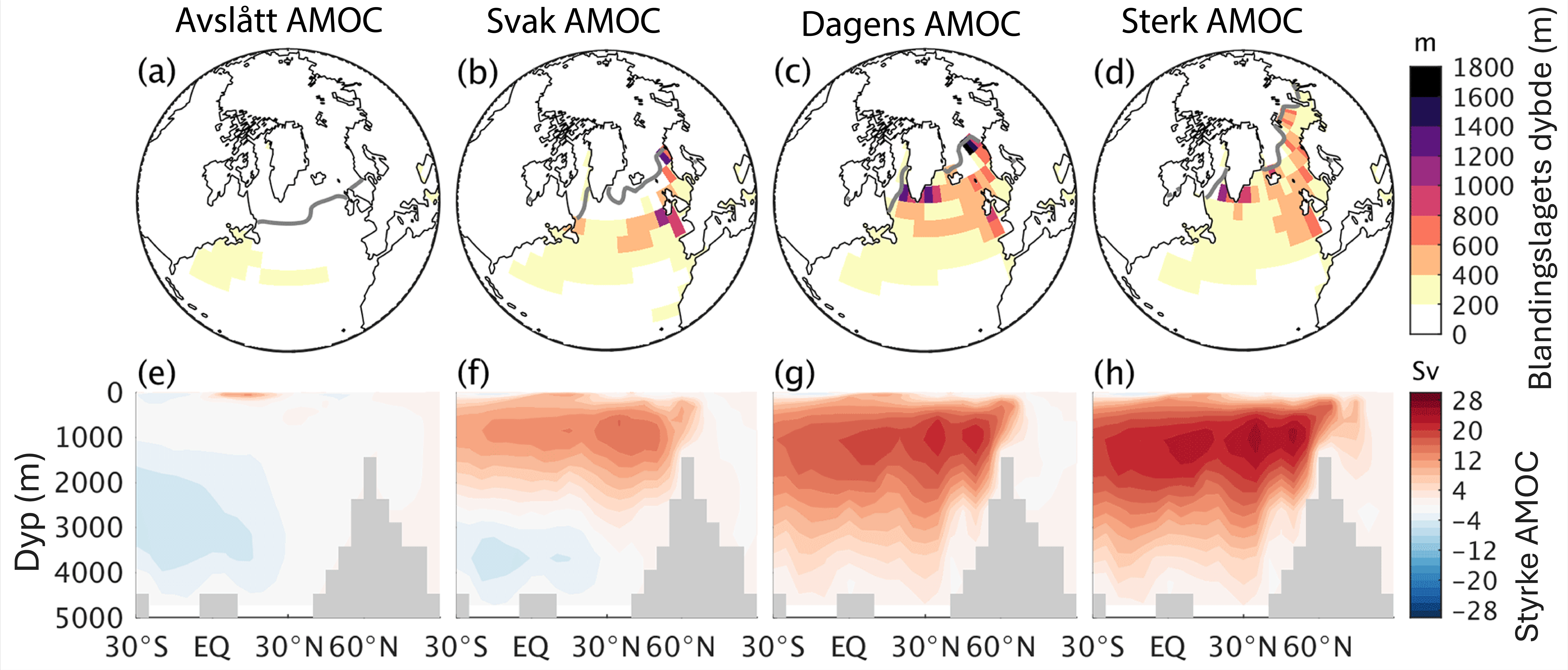 Visuell oppgave. Kandidater som er påmeldt eksamen tilpasset blinde og svaksynte får eget oppgavesett. Fire situasjoner der AMOC er avslått (a og e), svak (b og f), moderne (c og g), og sterk (d og h). a, b, c og d viser hvor dypt blandingslaget går i Nord-Atlanteren. e, f, g og h viser hvor sterke havstrømmene i AMOC er, og i hvilke dyp strømmene går. Rød farge betyr at strømmene går nordover, blå farge er sørgående havstrømmer.